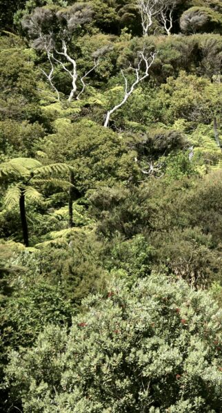 bush Kapowai Kiwi Group