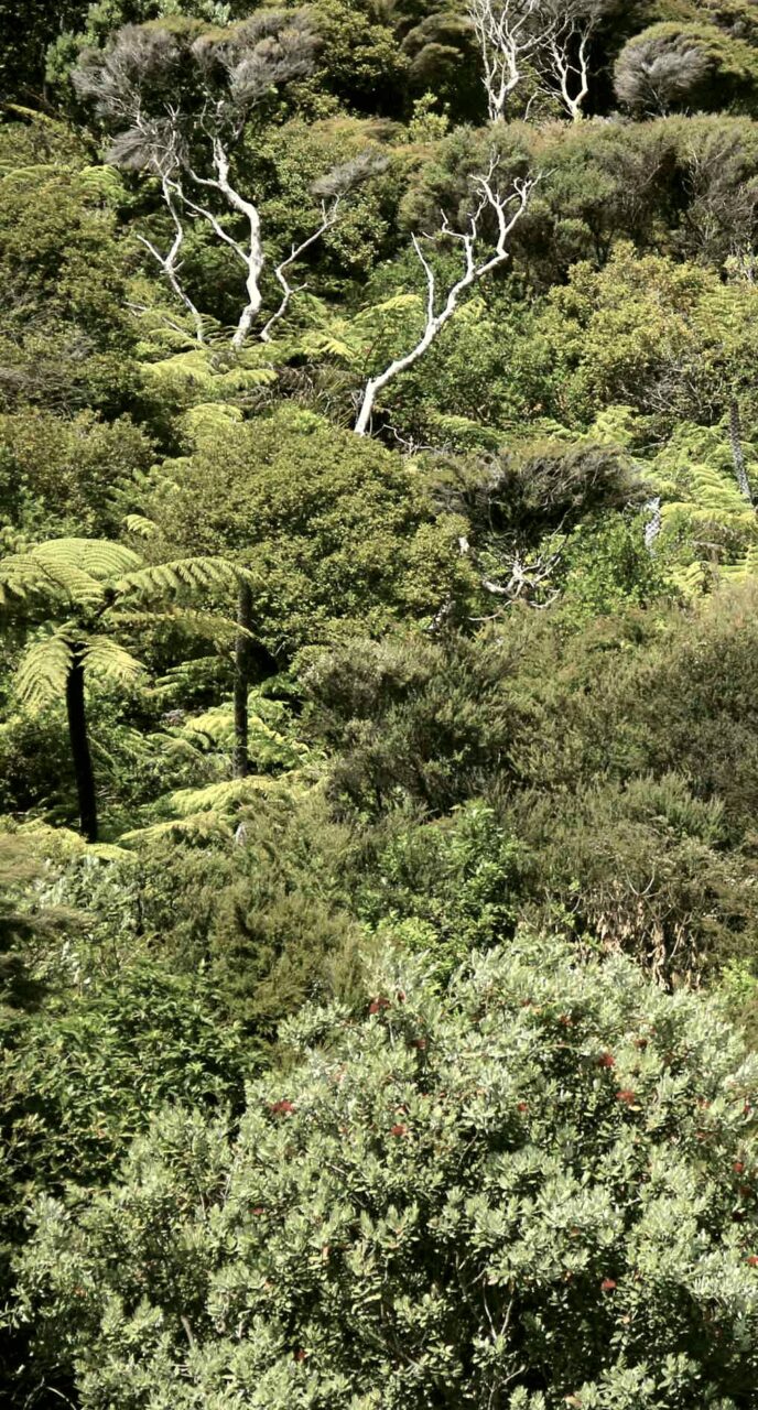 bush Kapowai Kiwi Group