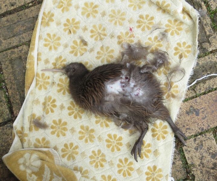 Kapowai Kiwi Group NZ Kiwi death